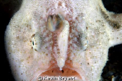 Oddly, ran across this guy on the same dive as with the p... by Kevin Bryant 